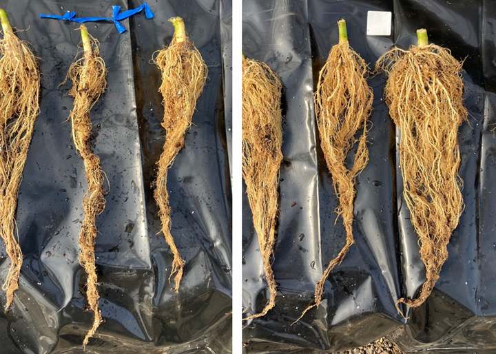 Side-by-side photograph of uprooted plant root systems laid out on black plastic sheeting, three on the left and three on the right, separated by a white gap.